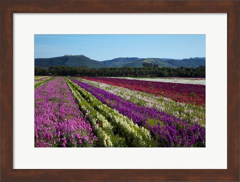 Framed Santa Barbara Flower Fields, California Print