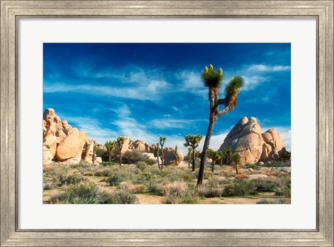 Framed Joshua Trees With Granite Rocks Print