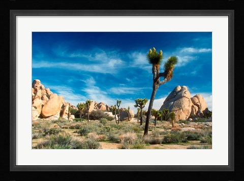Framed Joshua Trees With Granite Rocks Print