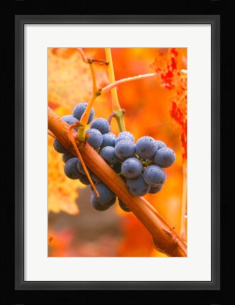 Framed Dew Covered Grapes In Napa Valley Print
