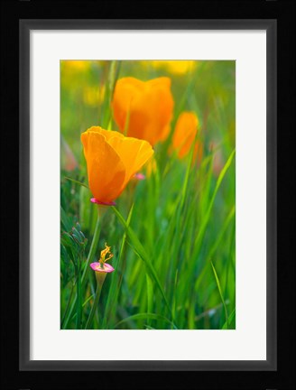 Framed California Golden Poppies Print