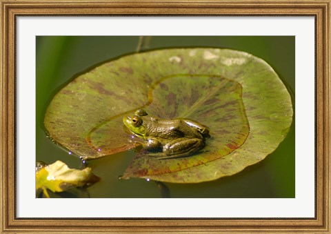 Framed Californian Frog On A Lilypad Print