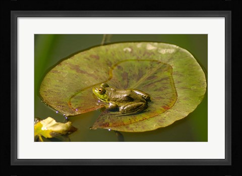Framed Californian Frog On A Lilypad Print