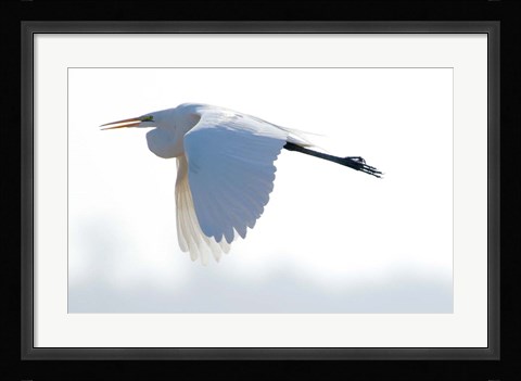 Framed Great Flying Egret Print