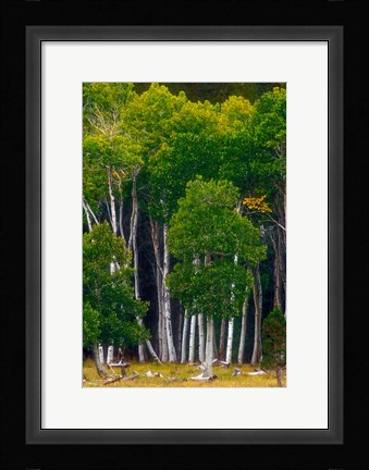 Framed Pre-Autumn Aspens Print