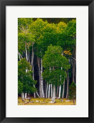 Framed Pre-Autumn Aspens Print