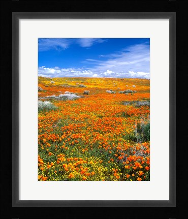 Framed California Poppy Reserve Near Lancaster, California Print