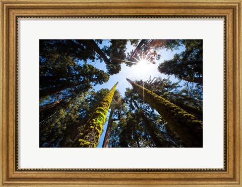 Framed Upward View Of Trees In The Redwood National Park, California Print