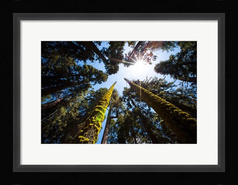 Framed Upward View Of Trees In The Redwood National Park, California Print