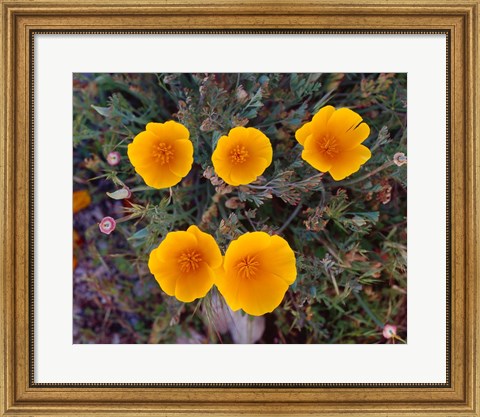 Framed Yellow Desert Flowers Print