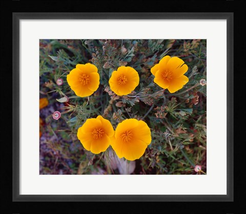 Framed Yellow Desert Flowers Print