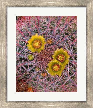 Framed Close Up Of California Poppies Print