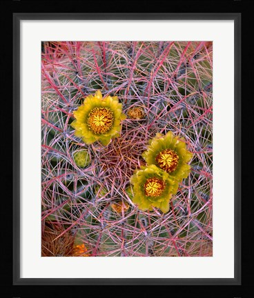 Framed Close Up Of California Poppies Print