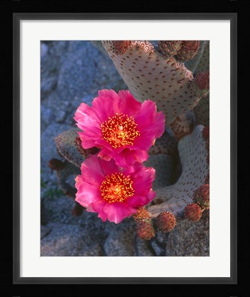Framed Cactus Flowers In Spring Print