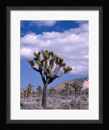 Framed California, Joshua Tree NP, Near Hidden Valley Print