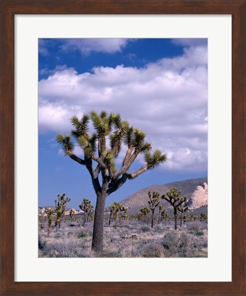 Framed California, Joshua Tree NP, Near Hidden Valley Print