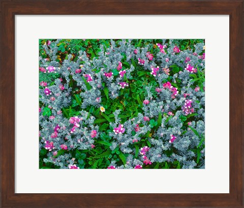 Framed Wildflowers Near The Redwood NP Print