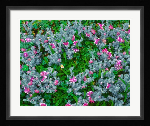 Framed Wildflowers Near The Redwood NP Print