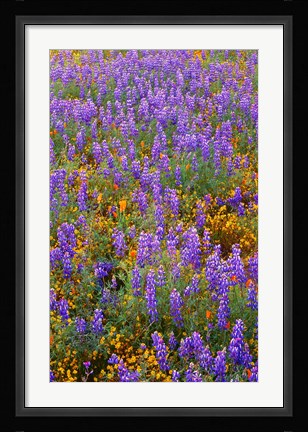 Framed Californian Poppies And Lupine Print