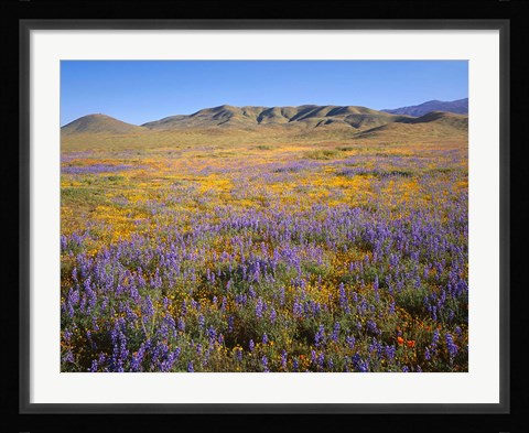 Framed Wildflowers Bloom Beneath The Caliente Range, California Print