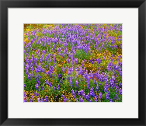 Framed Carrizo Plain National Monument Lupine And Poppies Print