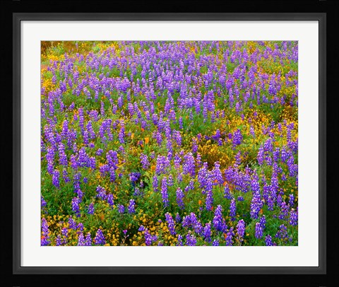 Framed Carrizo Plain National Monument Lupine And Poppies Print