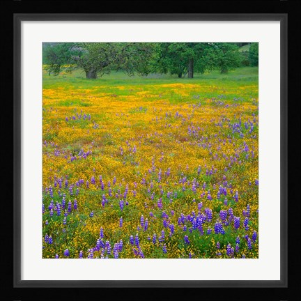 Framed Lupine And Goldfields At Shell Creek Valley, California Print