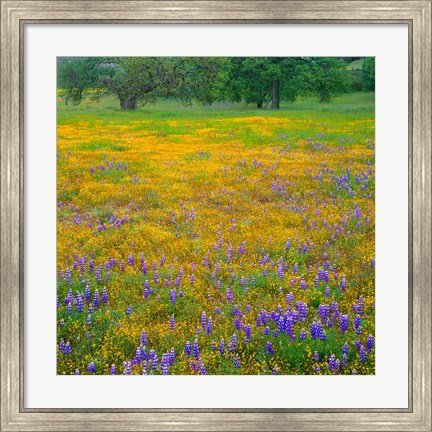 Framed Lupine And Goldfields At Shell Creek Valley, California Print
