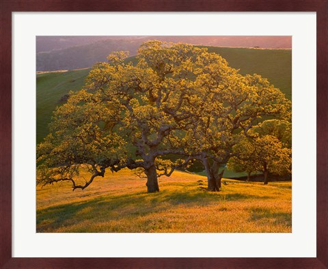 Framed Sunset Soaked Oak Trees, California Print