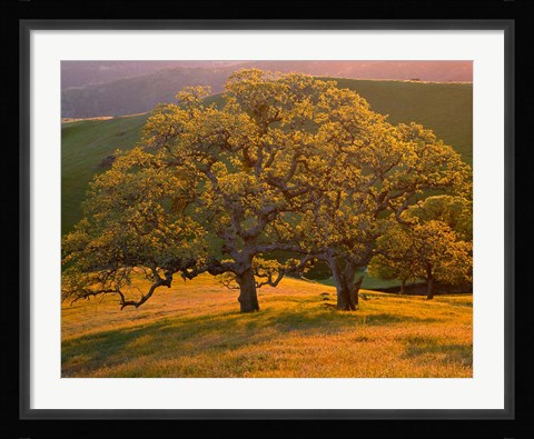 Framed Sunset Soaked Oak Trees, California Print
