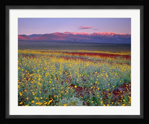 Framed Desert Sunflower Landscape, Death Valley NP, California Print