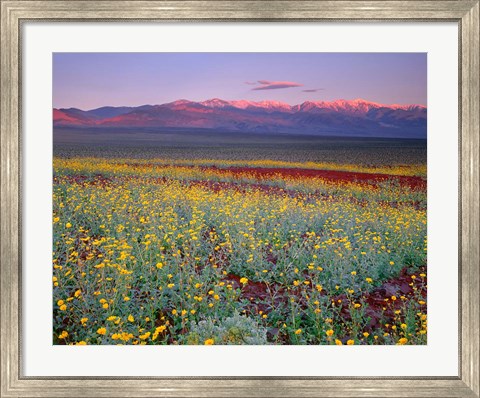 Framed Desert Sunflower Landscape, Death Valley NP, California Print
