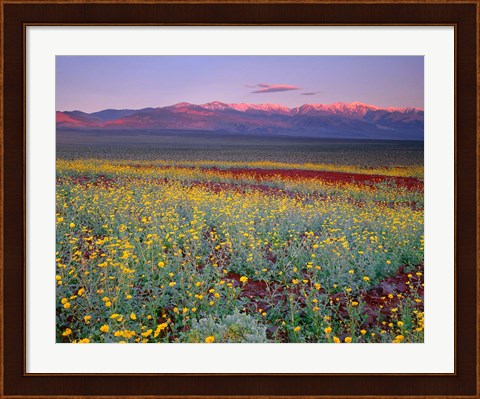 Framed Desert Sunflower Landscape, Death Valley NP, California Print