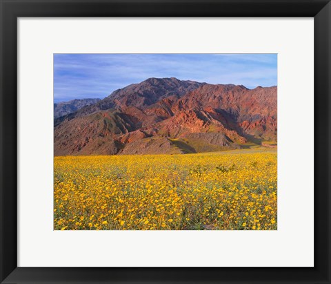 Framed Black Mountains And Desert Sunflowers, Death Valley NP, California Print
