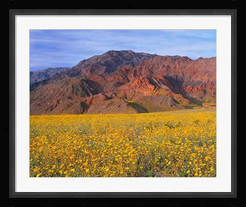 Framed Black Mountains And Desert Sunflowers, Death Valley NP, California Print