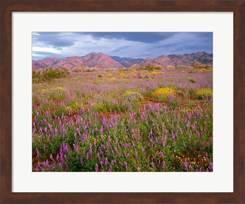 Framed Cottonwood Mountain Landscape, Joshua Tree NP, California Print