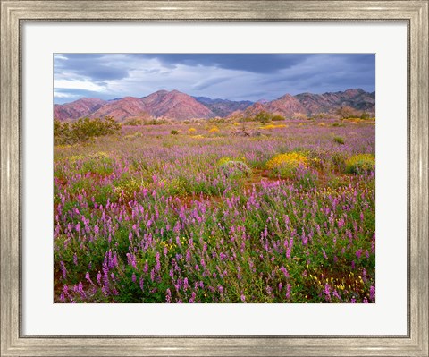 Framed Cottonwood Mountain Landscape, Joshua Tree NP, California Print