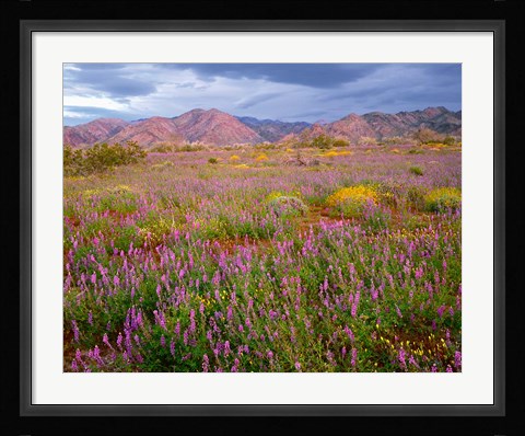 Framed Cottonwood Mountain Landscape, Joshua Tree NP, California Print