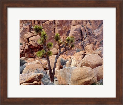 Framed Lone Joshua Trees Growing In Boulders, Hidden Valley, California Print
