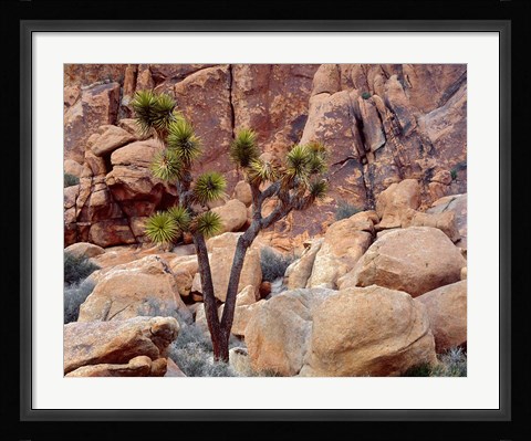 Framed Lone Joshua Trees Growing In Boulders, Hidden Valley, California Print