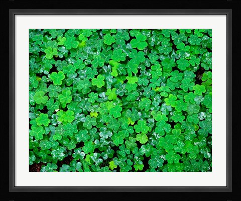 Framed Spring Growth Of Wood Sorrel After Rain Print
