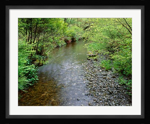 Framed Prairie Creek, California Print