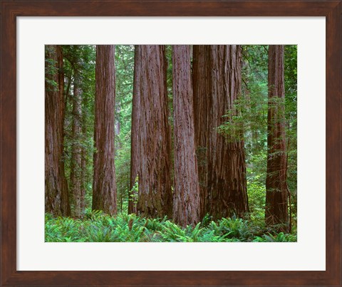 Framed Redwoods Tower Above Ferns At The Stout Grove, California Print