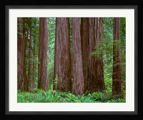 Framed Redwoods Tower Above Ferns At The Stout Grove, California Print