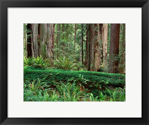 Framed Prairie Creek Redwoods State Park, California Print
