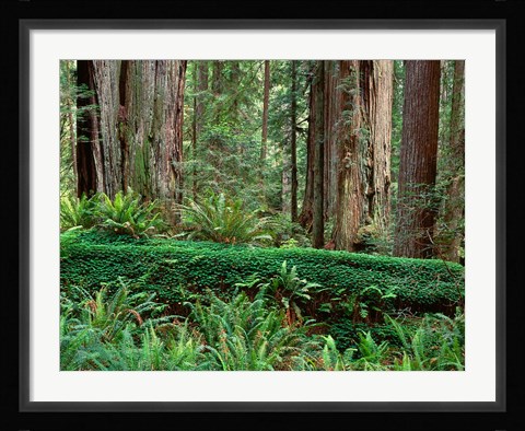 Framed Prairie Creek Redwoods State Park, California Print