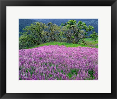 Framed Lupine Meadow In The Spring Among Oak Trees Print