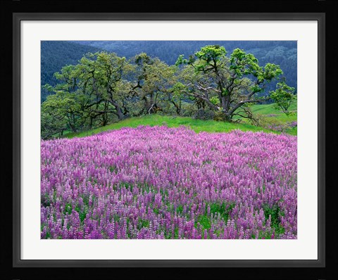 Framed Lupine Meadow In The Spring Among Oak Trees Print