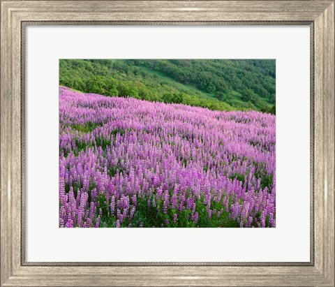 Framed Lupine Meadow Landscape, Readwood Np, California Print