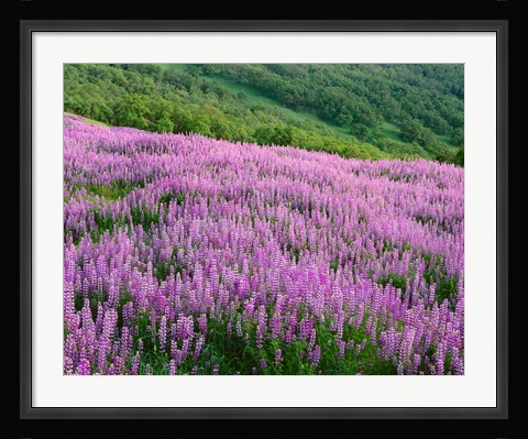 Framed Lupine Meadow Landscape, Readwood Np, California Print